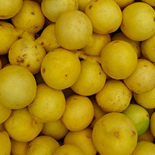 Fresh Lemon - Moisture (%): 85% A   92%