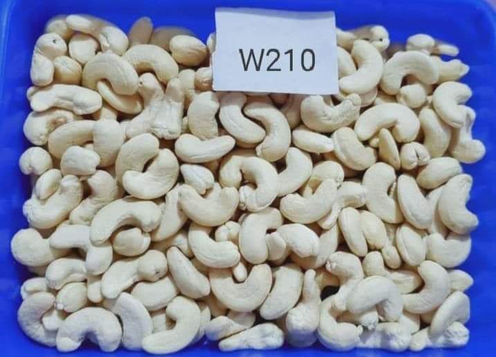 Cashew Nuts Plain - Color: White