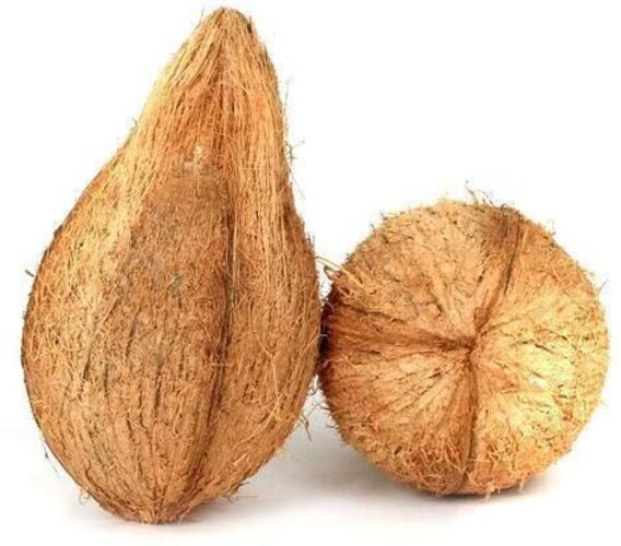 Semi Husked Coconut - Cultivation Type: Common