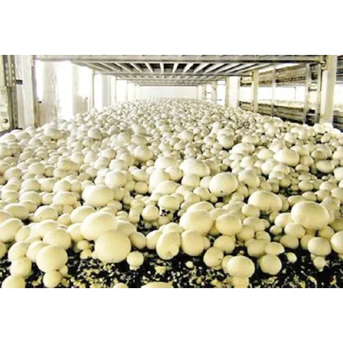 Carrier Mushroom Cold Room