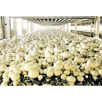 Carrier Mushroom Cold Room