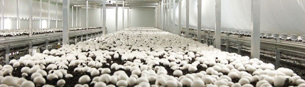 Carrier Mushroom Cold Room