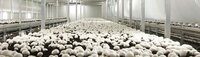 Carrier Mushroom Cold Room
