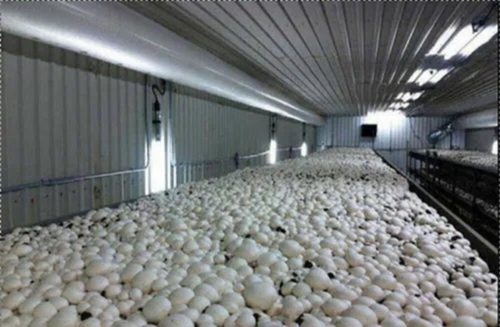 Carrier Mushroom Cold Room