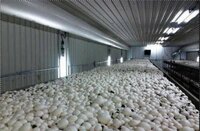Carrier Mushroom Cold Room