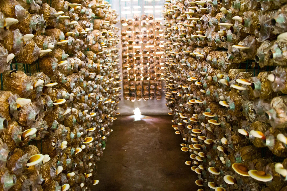 Mushroom Growth Chamber - Climate Type: Cool