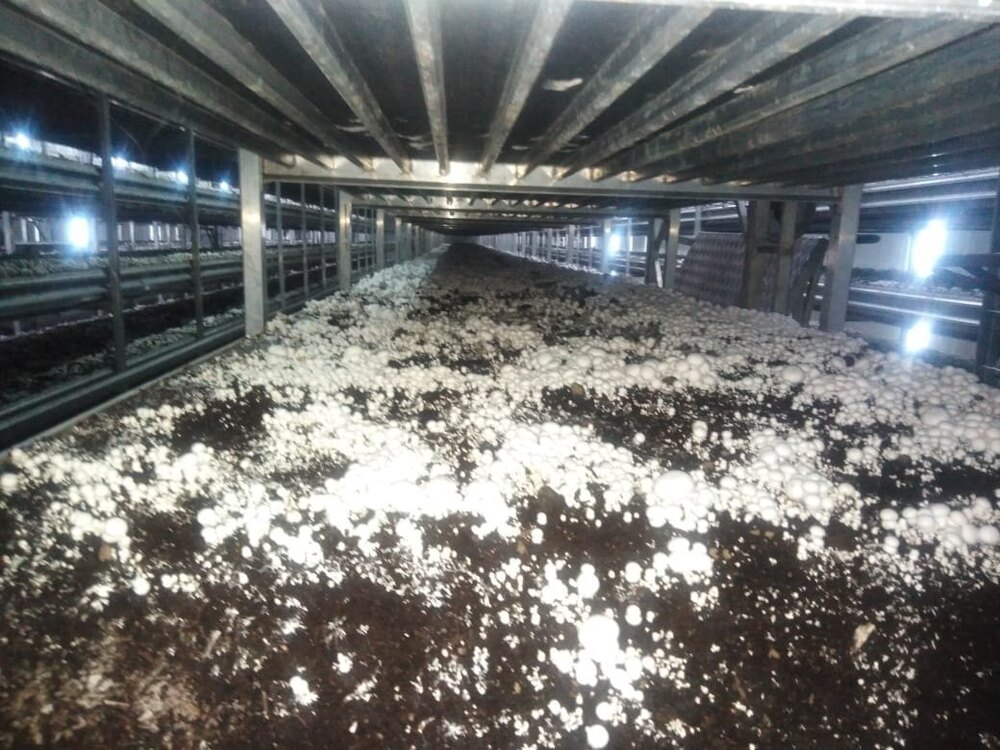 Mushroom Growth Chamber - Climate Type: Cool
