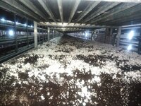 Mushroom Growth Chamber