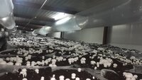 Mushroom Growth Chamber