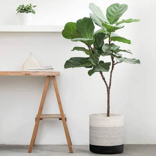 Cotton Rope Basket Planter - Pattern: Braided