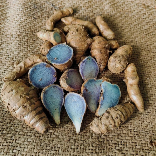 Black Turmeric
