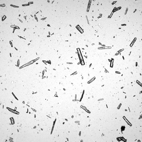Optical Method Microscopic Particle Size Analyser