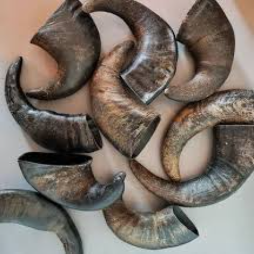 Buffalo horns (Full hollow)