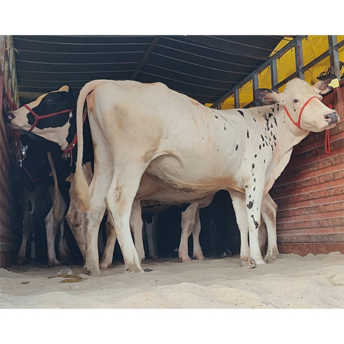 818 HF Cow