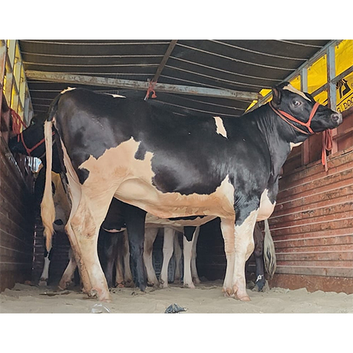 929 HF Cow