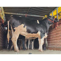 929 HF Cow