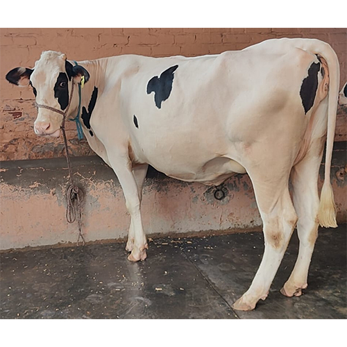 10310 HF Cow