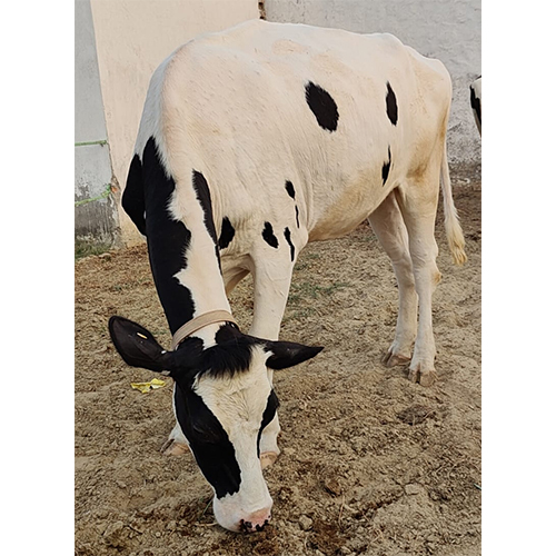 11411 Hf Cow - Color: White
