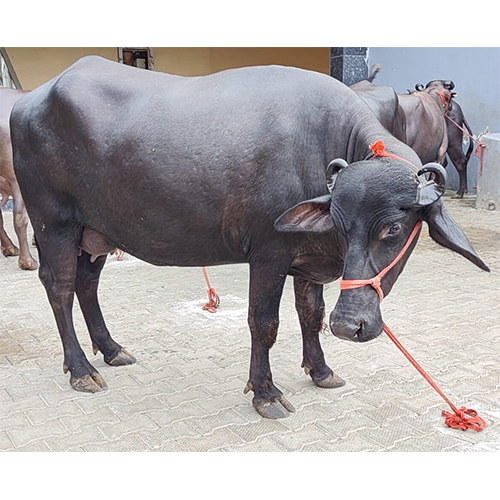 High Breed Murrah Buffalo