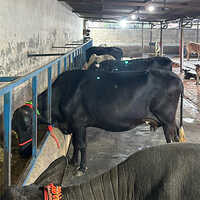 Dairy Murrah Buffalo