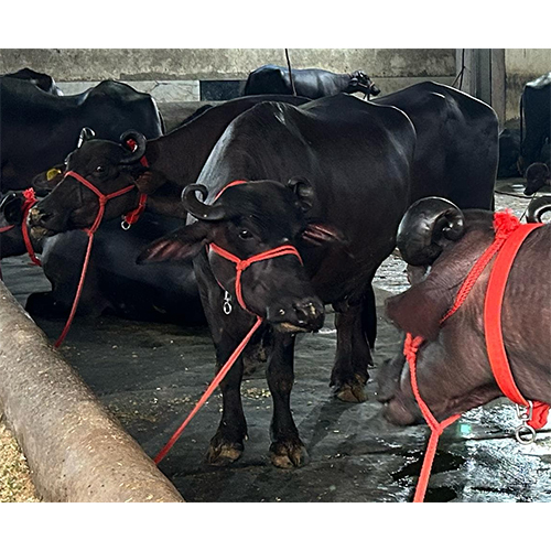 Black Murrah Buffalo