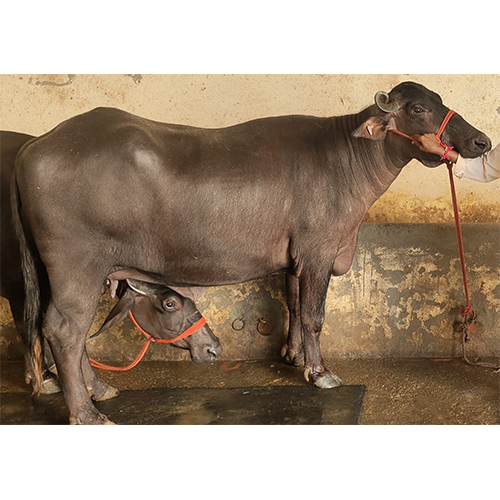 242 Murrah Buffalo