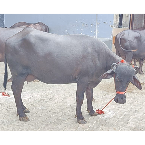 353 मुर्राह भैंस