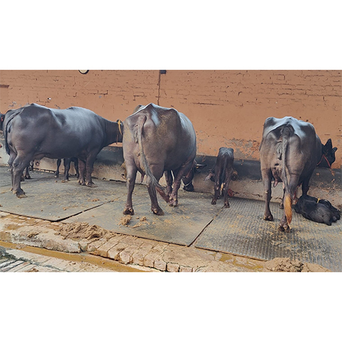 5115 Murrah Buffalo
