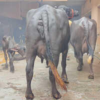 6126 Murrah Buffalo