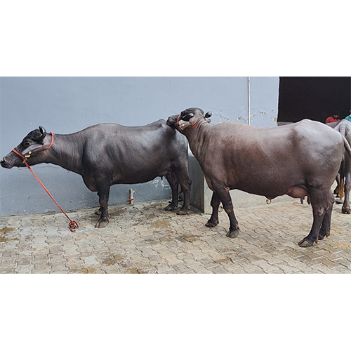 Milking Murrah Buffalo - Color: Black