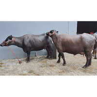 Milking Murrah Buffalo