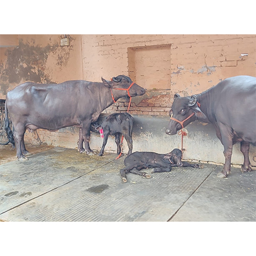 Murrah Buffalo With Calf - Color: Black