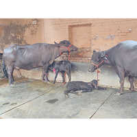 Murrah Buffalo With Calf