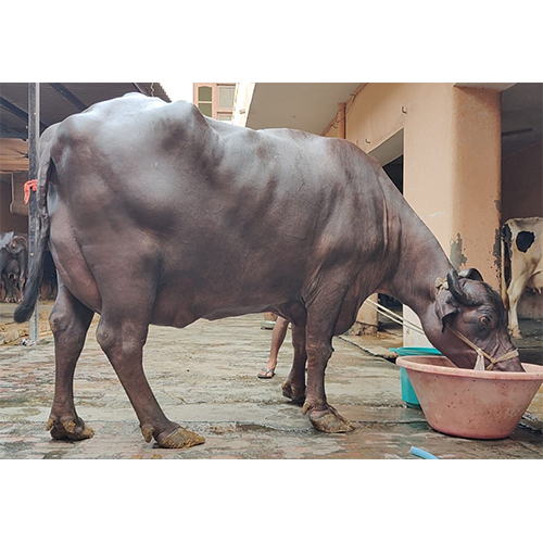 Pregnant Murrah Buffalo