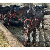 Indian Murrah Buffalo