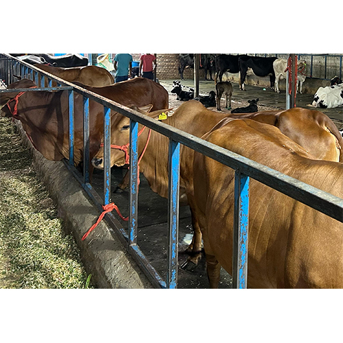 Milking Sahiwal Cow