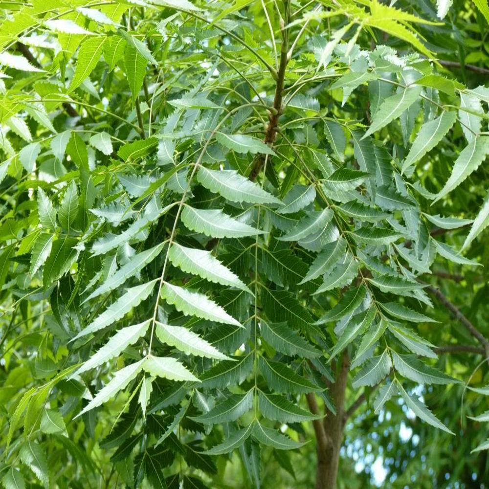 Neem leaf Extract 