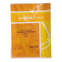 Viola X Wittrockiana Collossus Mix 1000 Seeds - Color: Yellow