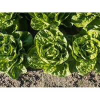 Enza Zaden Xanadu Romain 1000 Seeds) - Color: Black
