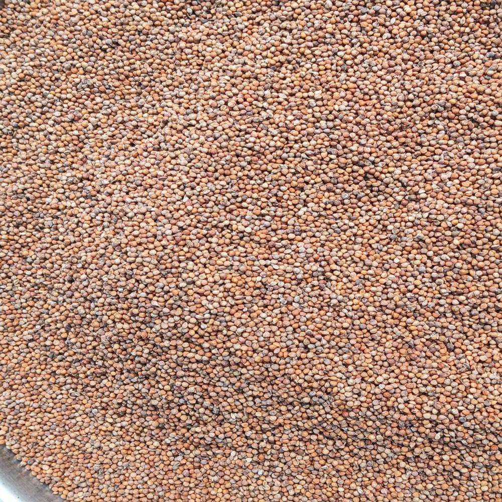 Foxtail Millet - Small Oval, Beige | Pure Nutrition, Zero Chemical, Ancient Farming, Diabetic-friendly, High Fiber