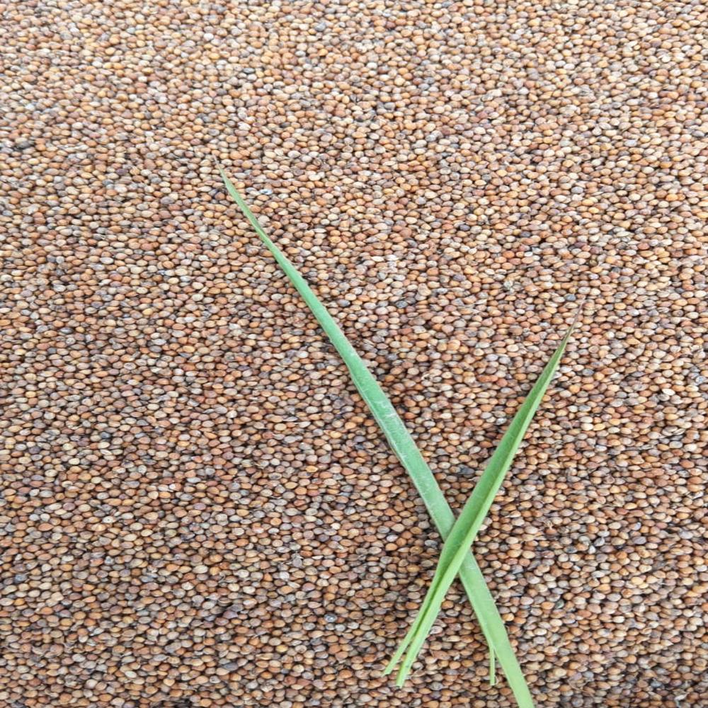 Foxtail Millet - Small Oval, Beige | Pure Nutrition, Zero Chemical, Ancient Farming, Diabetic-friendly, High Fiber