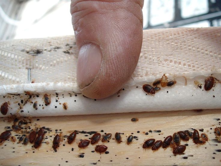 Bed Bugs Pest Control Service