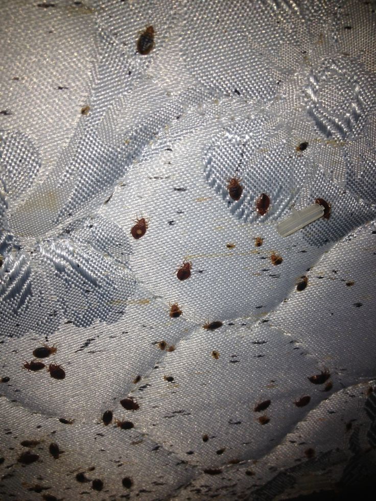 Bed Bugs Pest Control Service - On-site Ecologically Responsible Treatment | Quick Results, Odourless Solution, Long-lasting Protection, Custom Plans