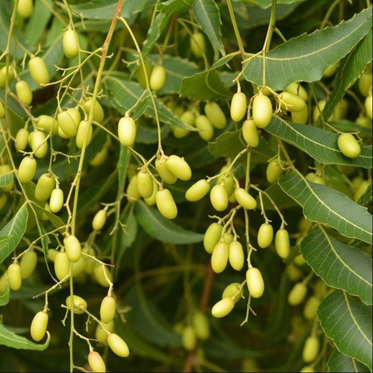 Neem Leaf Extract - Ph Level: 4-7