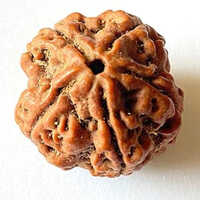 Rudraksha Beads