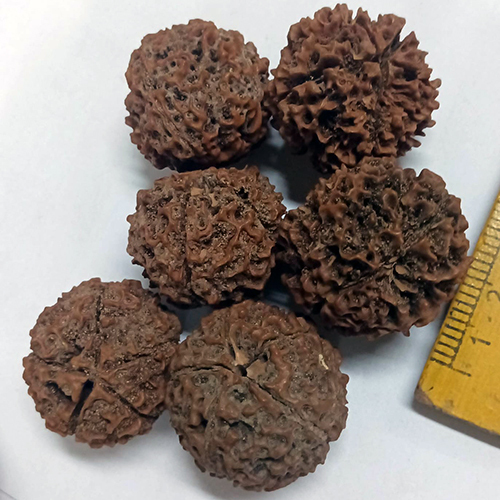 Rudraksha Beads