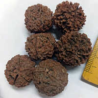 Rudraksha Beads