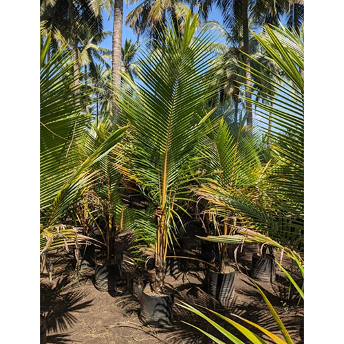 Ceylon Coconut Plant - Color: Different Available