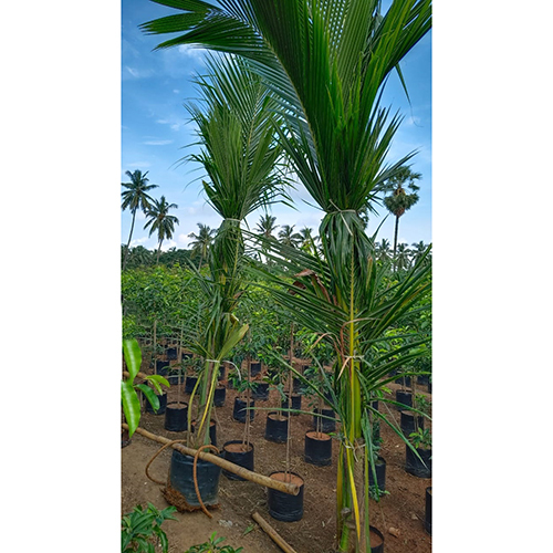 Desi Coconut Plant - Color: Different Available