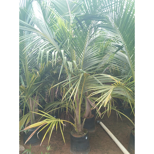 Malaysia Dwarf Green Coconut Plant - Color: Different Available